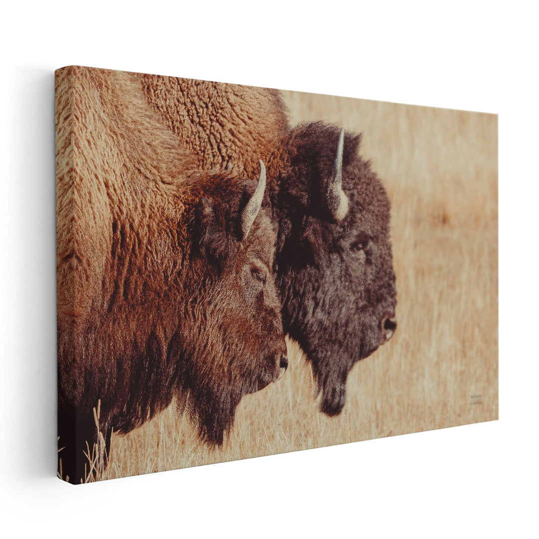 Bison Pair - Canvas Print Wall Art