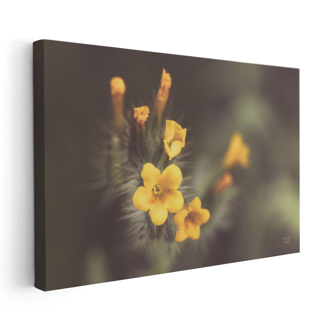 Common Fiddleneck II - Canvas Print Wall Art