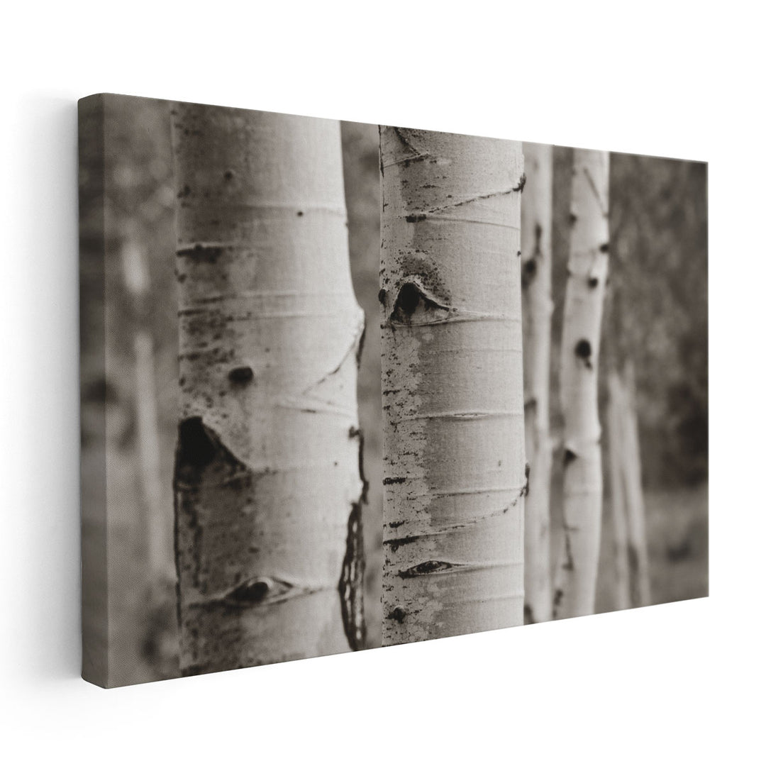 Aspens III - Canvas Print Wall Art