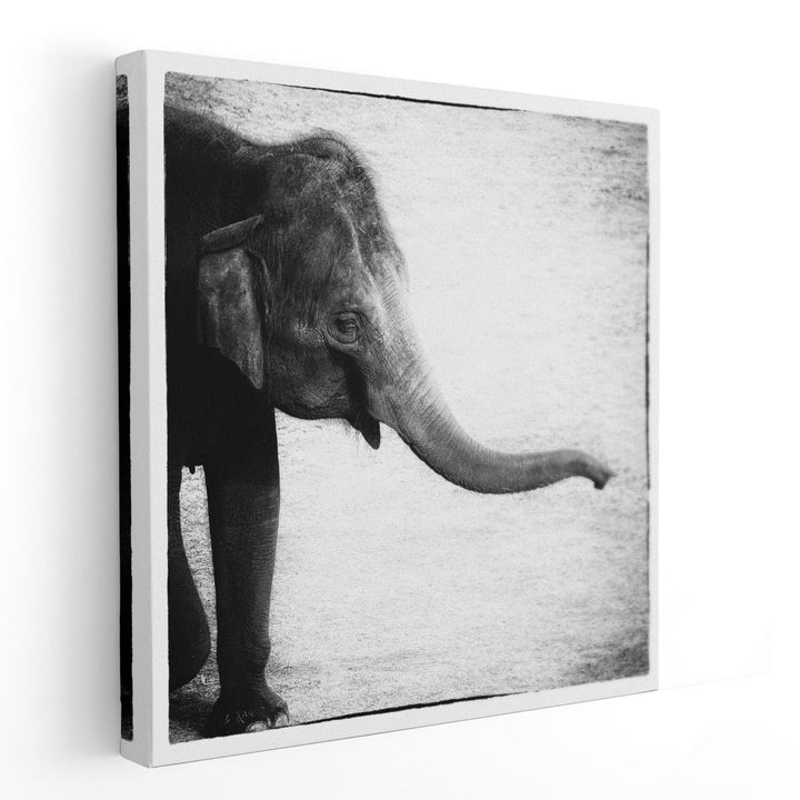 Elephant II Black and White - Canvas Print Wall Art