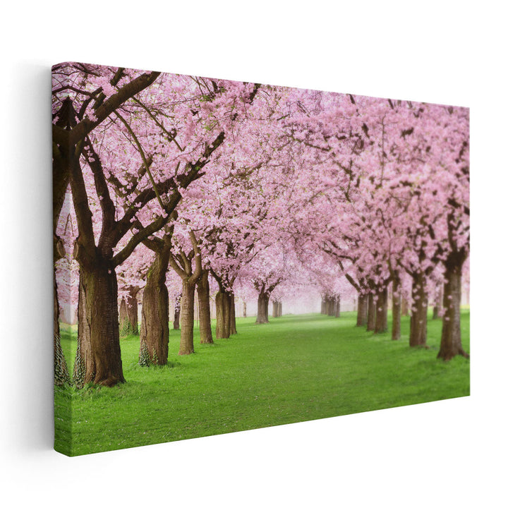 Ornamental Garden With Blossoming Cherry Trees - Canvas Print Wall Art