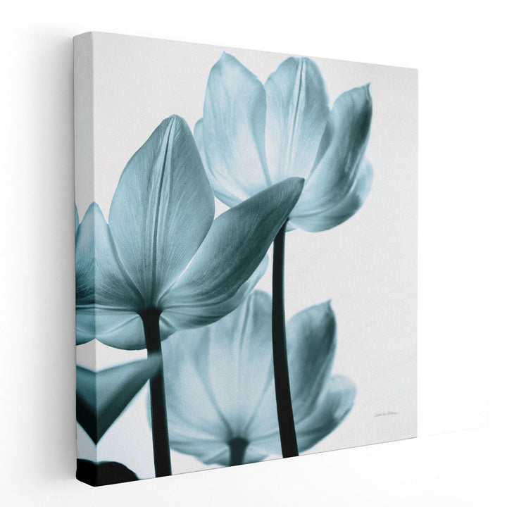 Translucent Tulips III Aqua - Canvas Print Wall Art