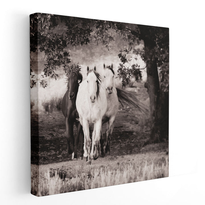 Three Wild Horses Sepia - Canvas Print Wall Art