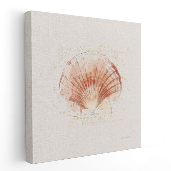 Shell Collector IV - Canvas Print Wall Art