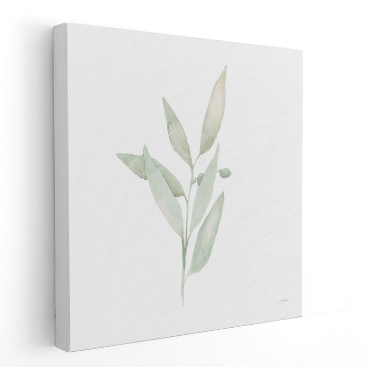 Sage II - Canvas Print Wall Art