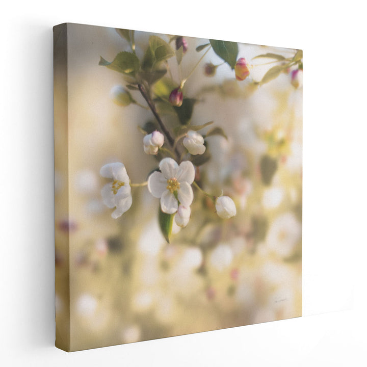 Blush Blossoms I - Canvas Print Wall Art