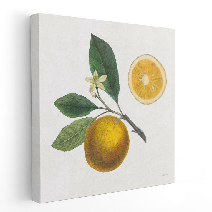 Classic Citrus II - Canvas Print Wall Art