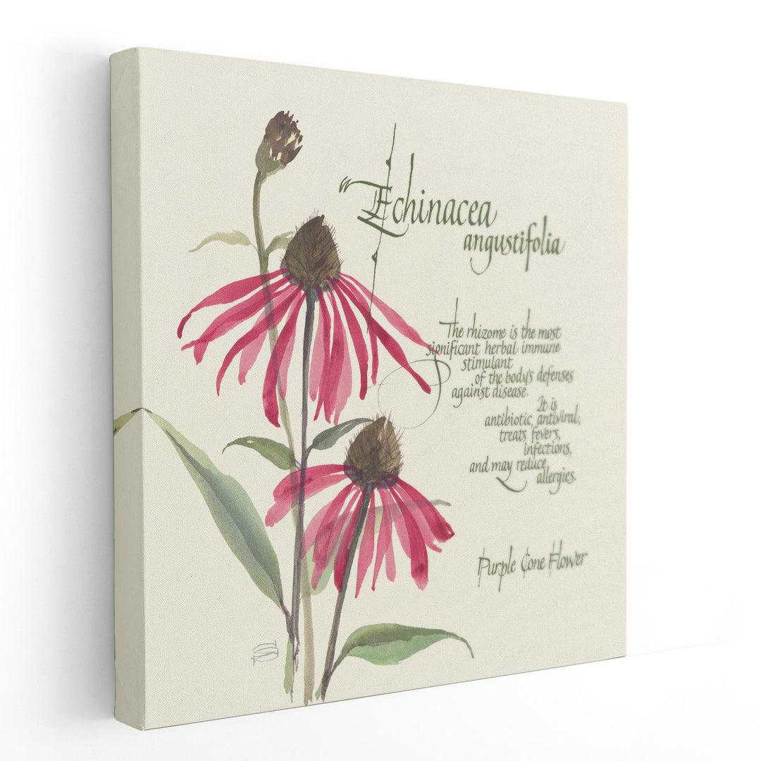 Echinacea - Canvas Print Wall Art