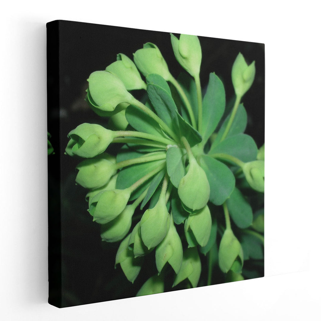 Succulence I - Canvas Print Wall Art