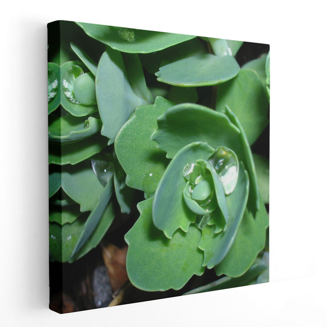 Succulence II - Canvas Print Wall Art