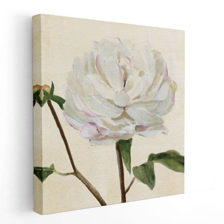 Peony in Bloom I - Canvas Print Wall Art