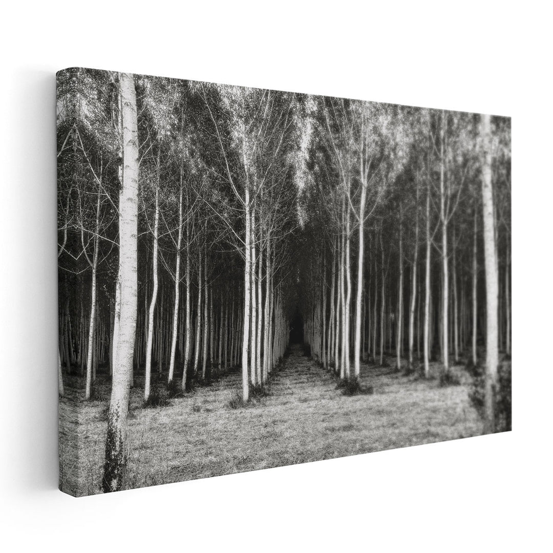 Alley At Lac Duby Black And White - Canvas Print Wall Art