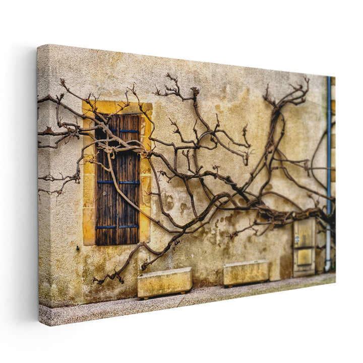 Vines Of Navarrenx - Canvas Print Wall Art