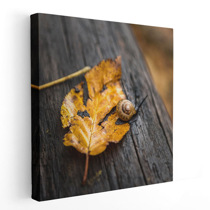 Snails Pace - Canvas Print Wall Art