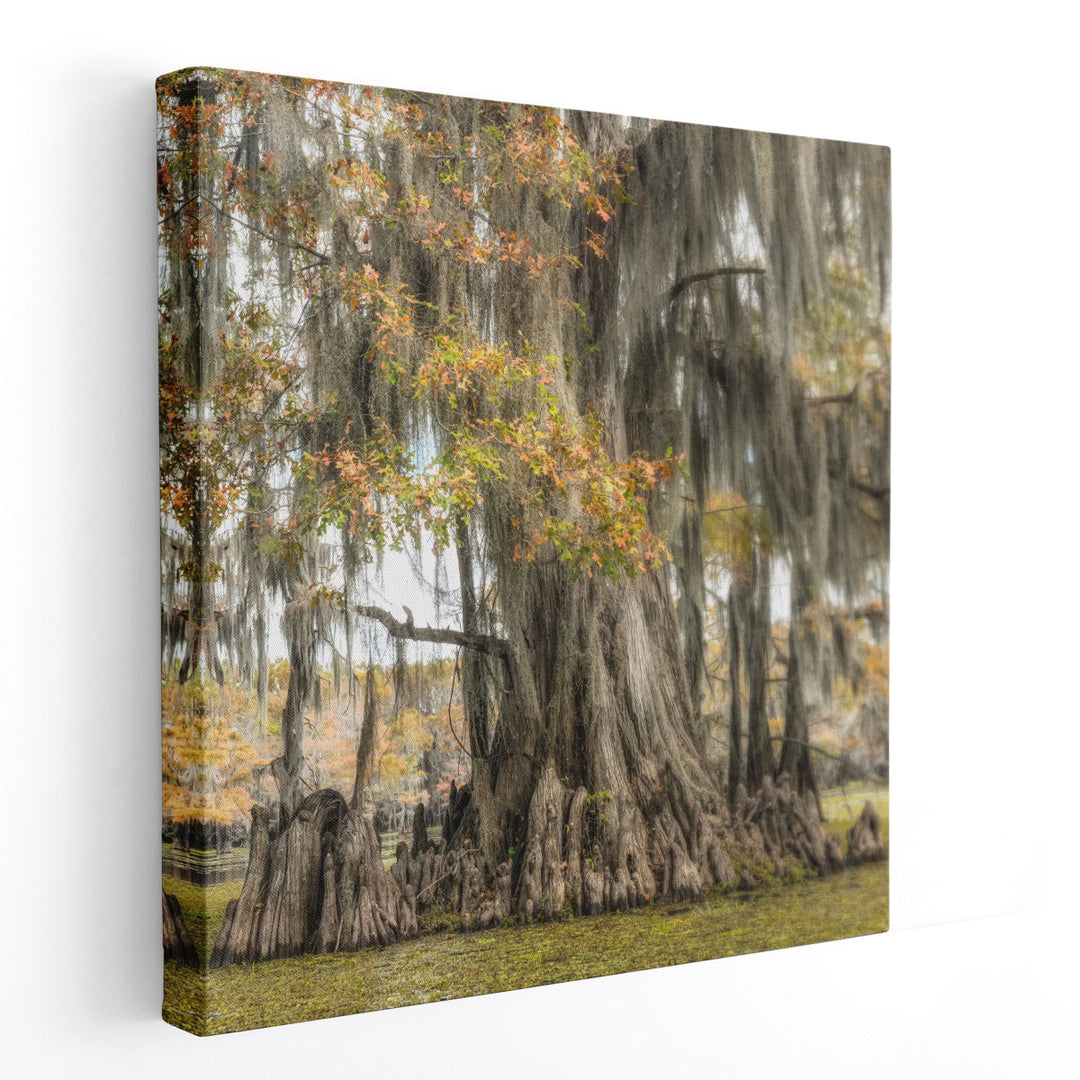 Bayou Light II - Canvas Print Wall Art