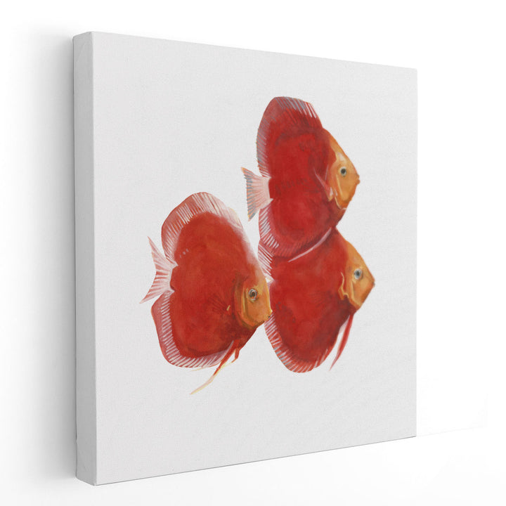 Discus Fish VI - Canvas Print Wall Art