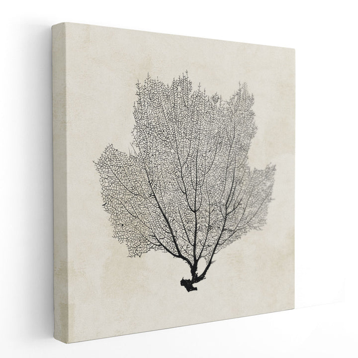 Sea Fan Sketch I Black And White - Canvas Print Wall Art