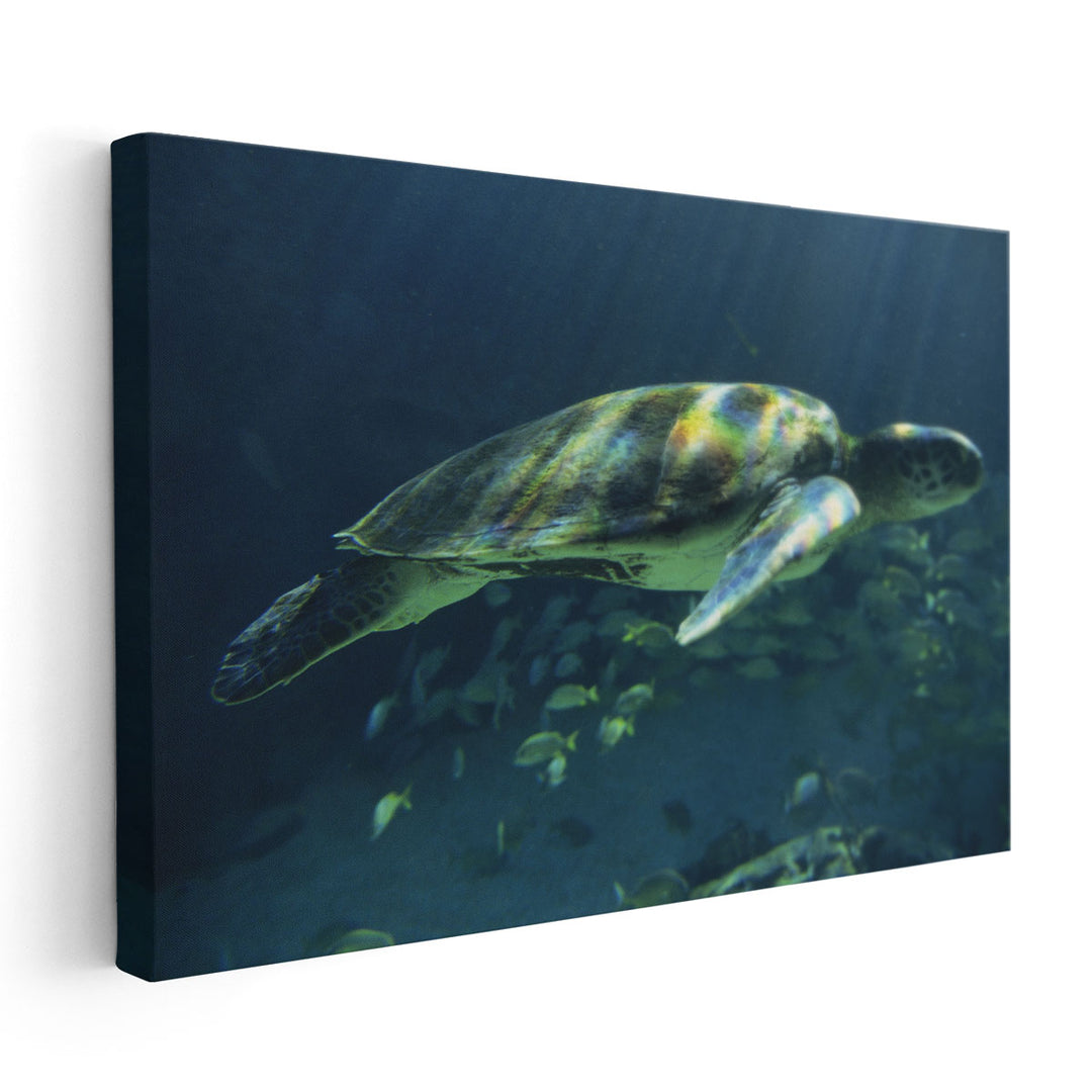 Aegean Sea Turtles I - Canvas Print Wall Art