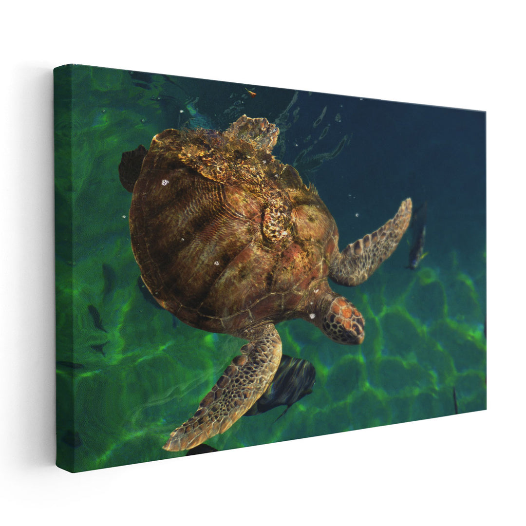 Aegean Sea Turtles III - Canvas Print Wall Art