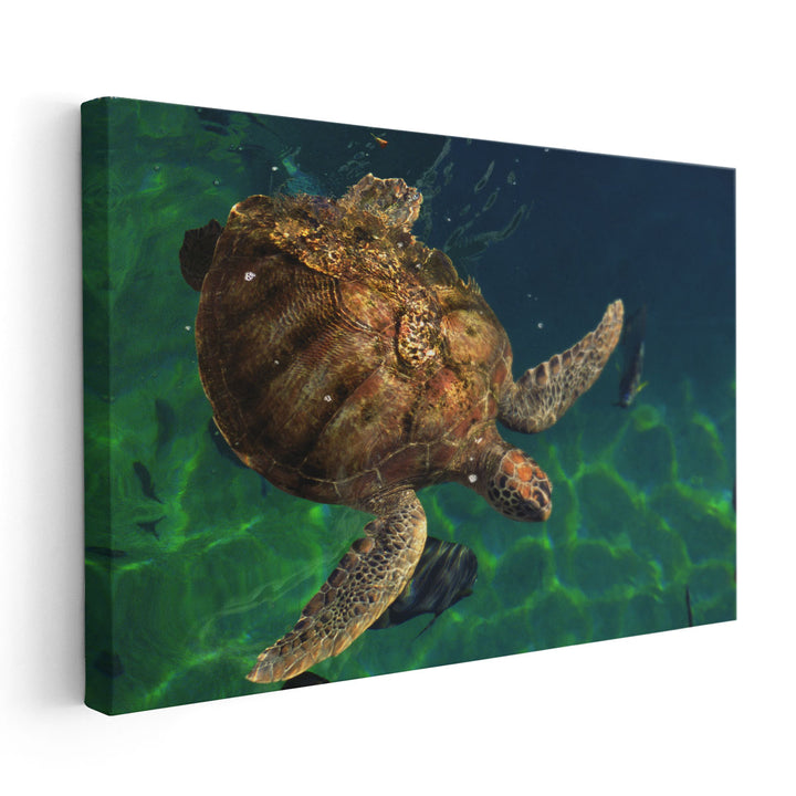 Aegean Sea Turtles III - Canvas Print Wall Art