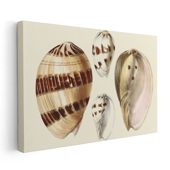 Splendid Shells VII - Canvas Print Wall Art