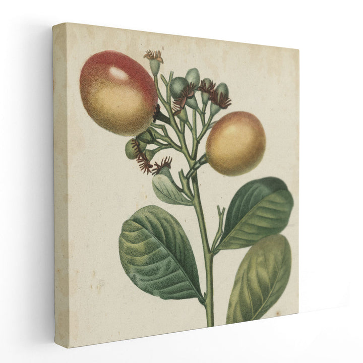 Garden Bounty I - Canvas Print Wall Art