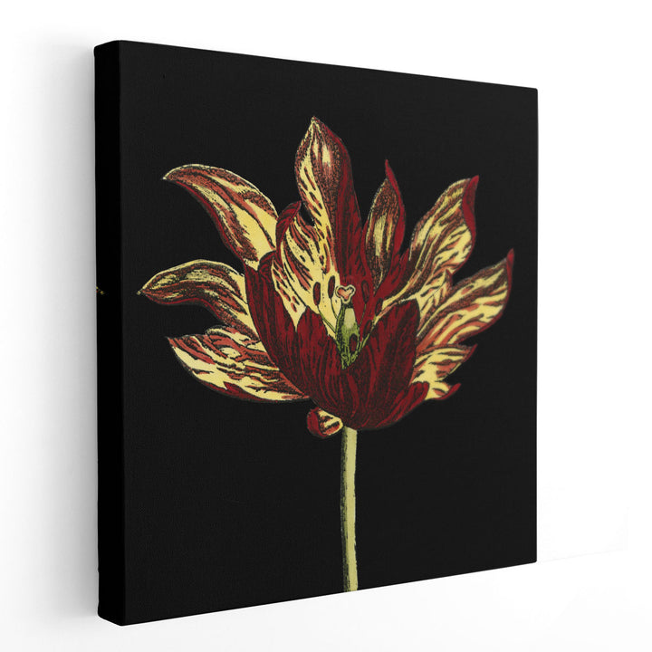 Natural Beauty on Black I - Canvas Print Wall Art