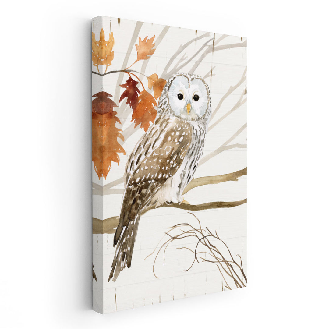 Harvest Owl I - Canvas Print Wall Art