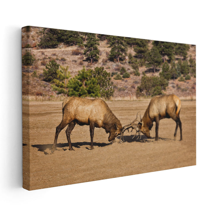 Two Elks I - Canvas Print Wall Art