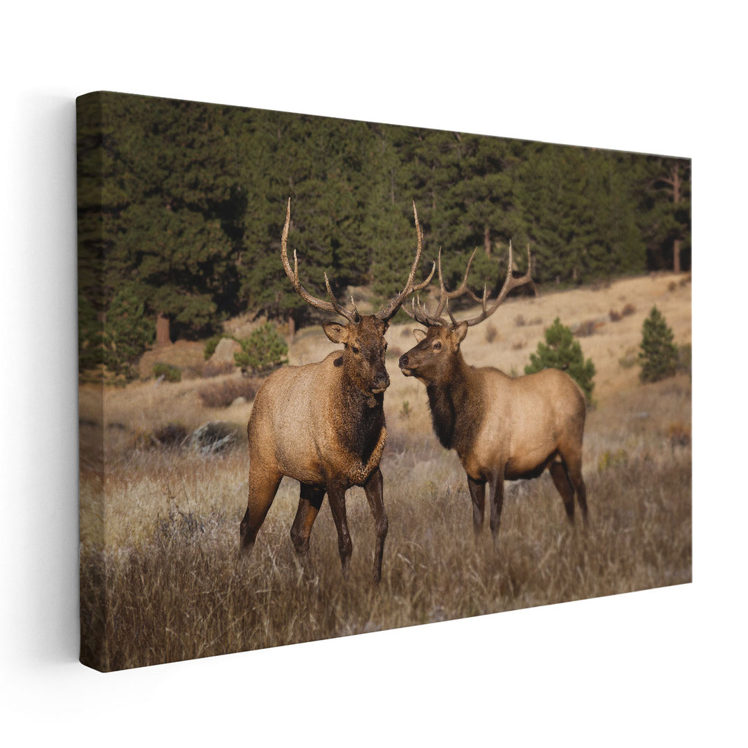 Two Elks II - Canvas Print Wall Art