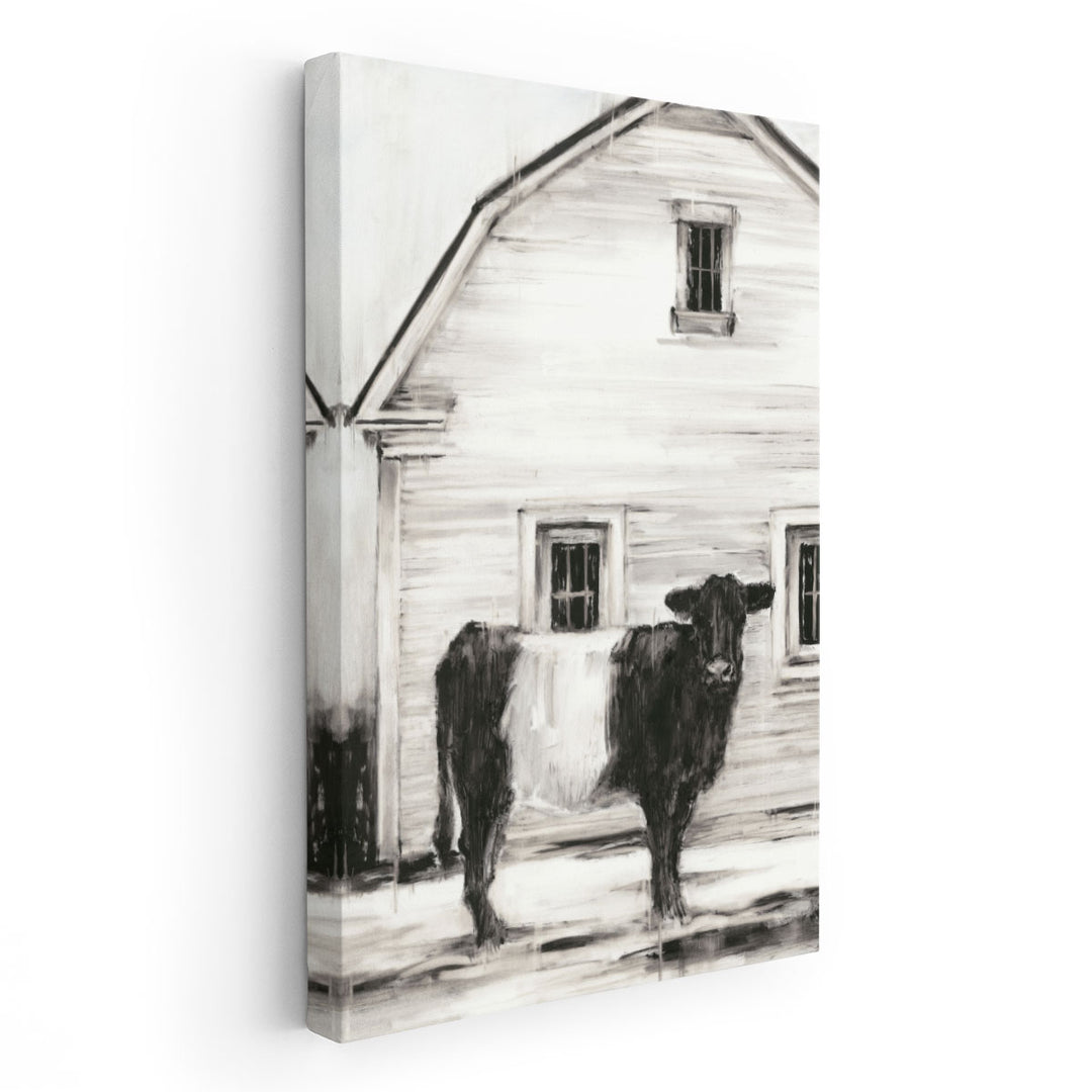 Belted Galloway I - Canvas Print Wall Art