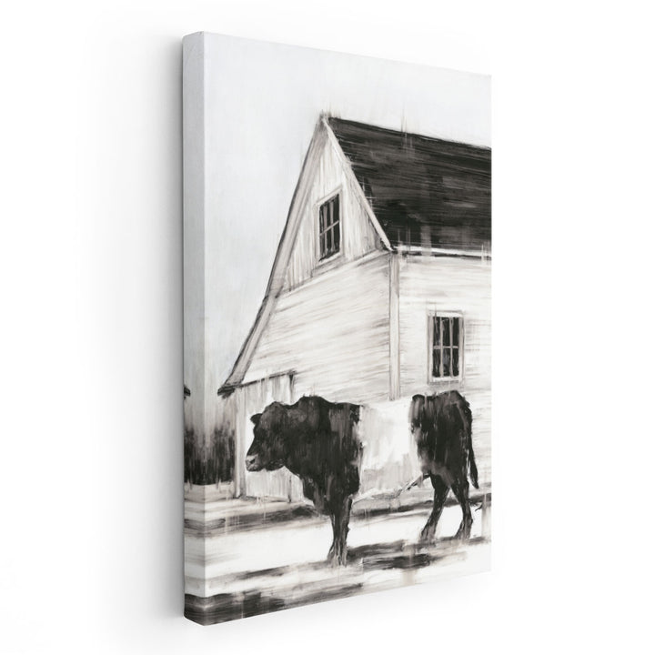 Belted Galloway II - Canvas Print Wall Art