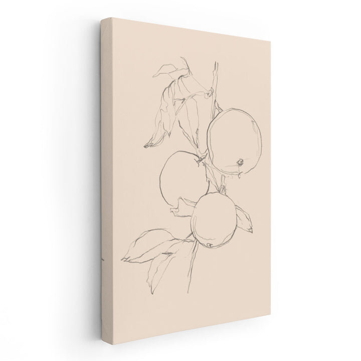 Fruit Contour Study I - Canvas Print Wall Art