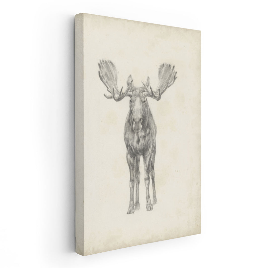 Moose Study - Canvas Print Wall Art