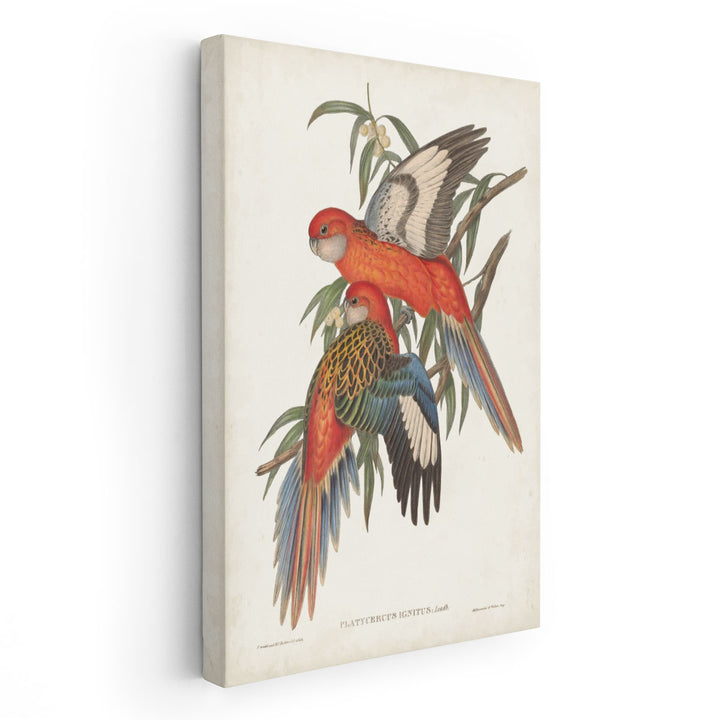 Tropical Parrots I - Canvas Print Wall Art