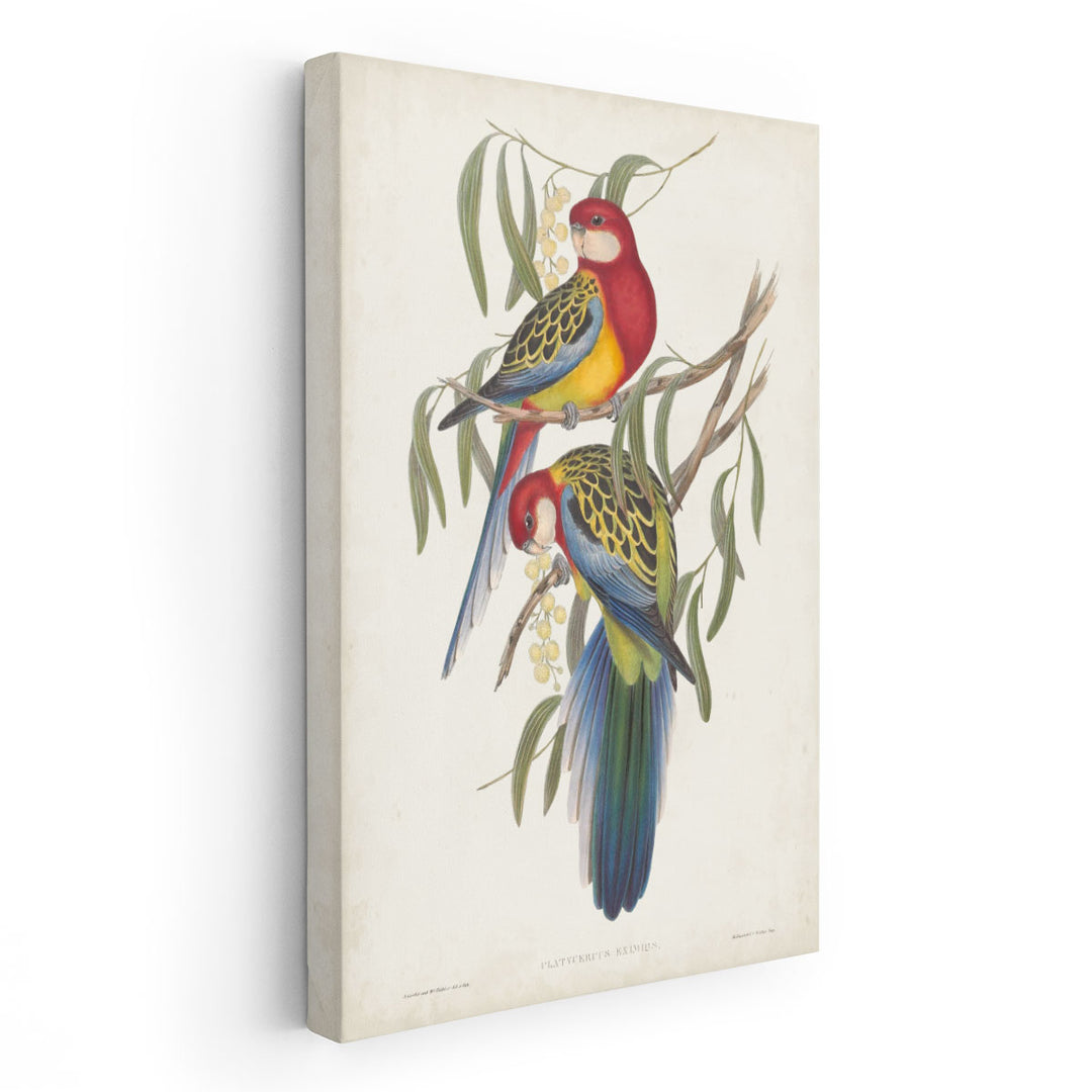 Tropical Parrots IV - Canvas Print Wall Art