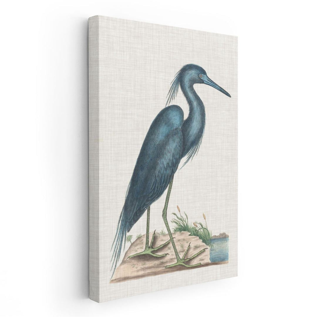 Catesby Heron II - Canvas Print Wall Art