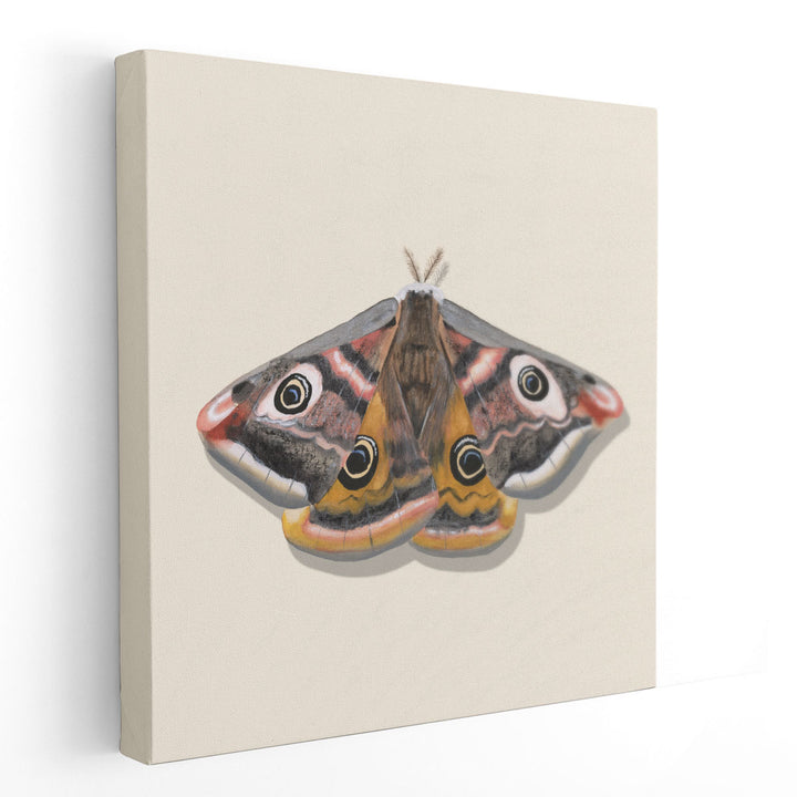 Watercolor Moths I - Canvas Print Wall Art