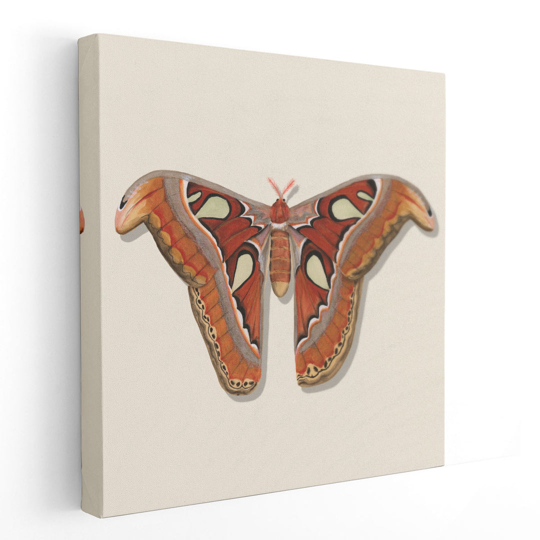 Watercolor Moths II - Canvas Print Wall Art