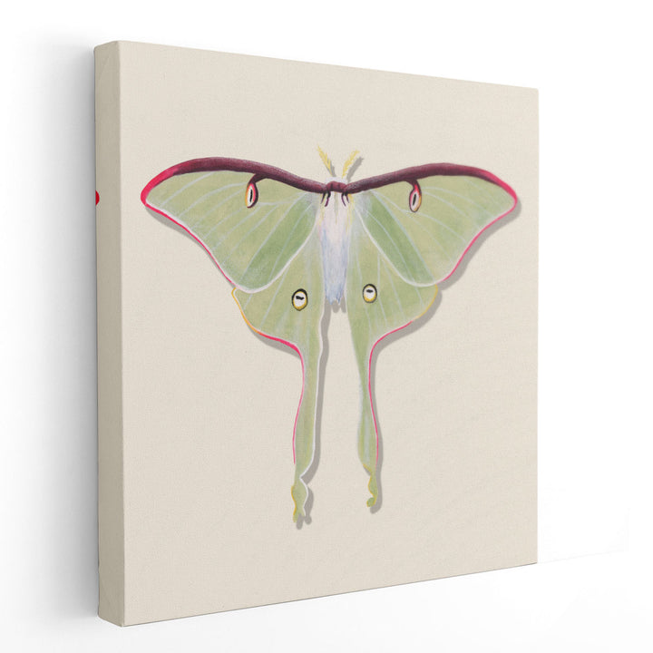 Watercolor Moths IV - Canvas Print Wall Art