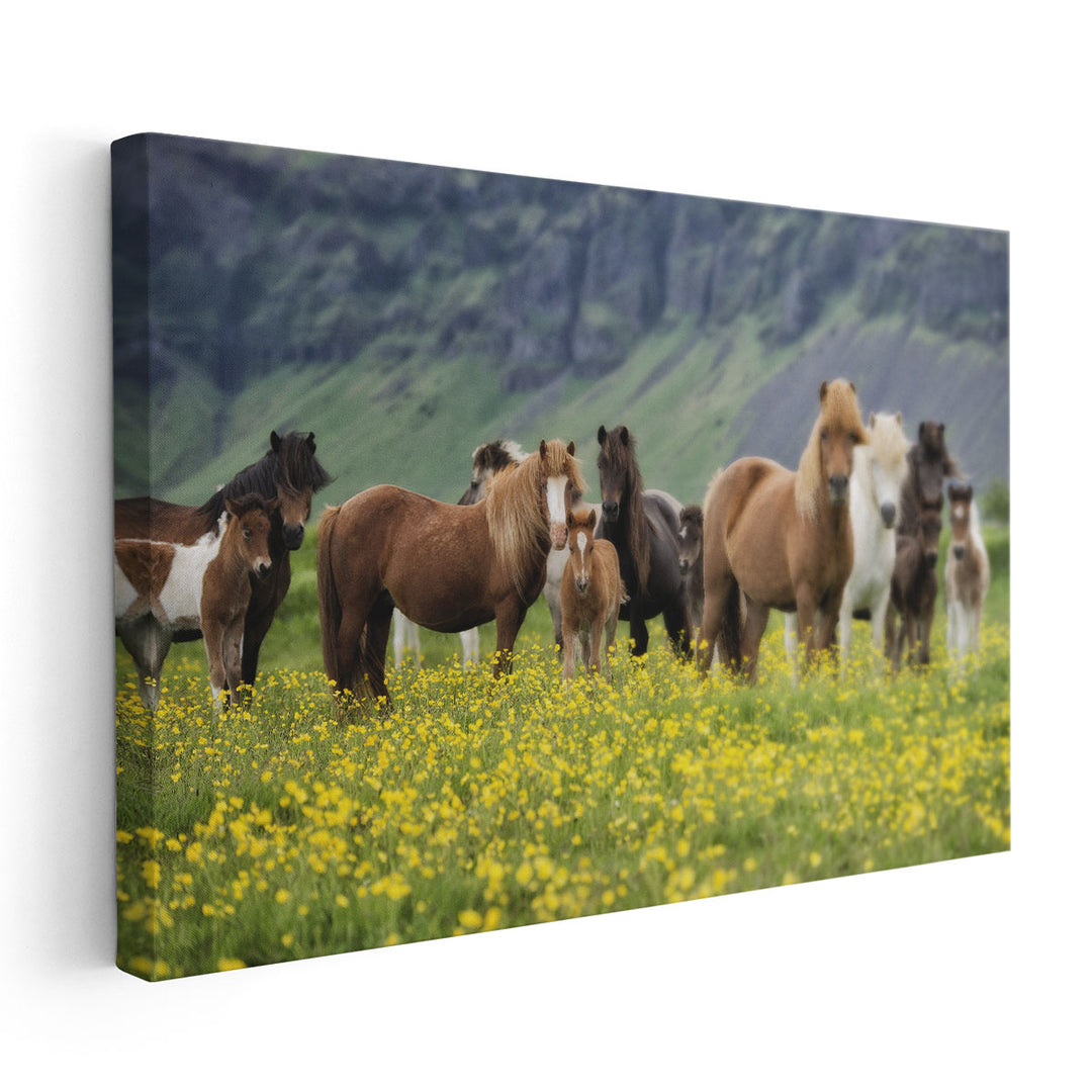 Icelandic Horses VII - Canvas Print Wall Art