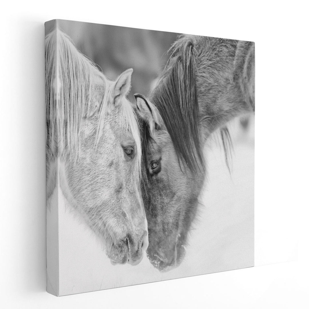 BandW Horses VII - Canvas Print Wall Art