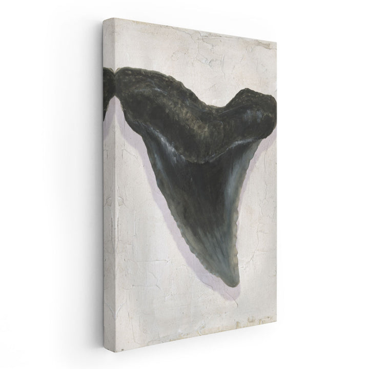 Watercolor Sharks Tooth I - Canvas Print Wall Art