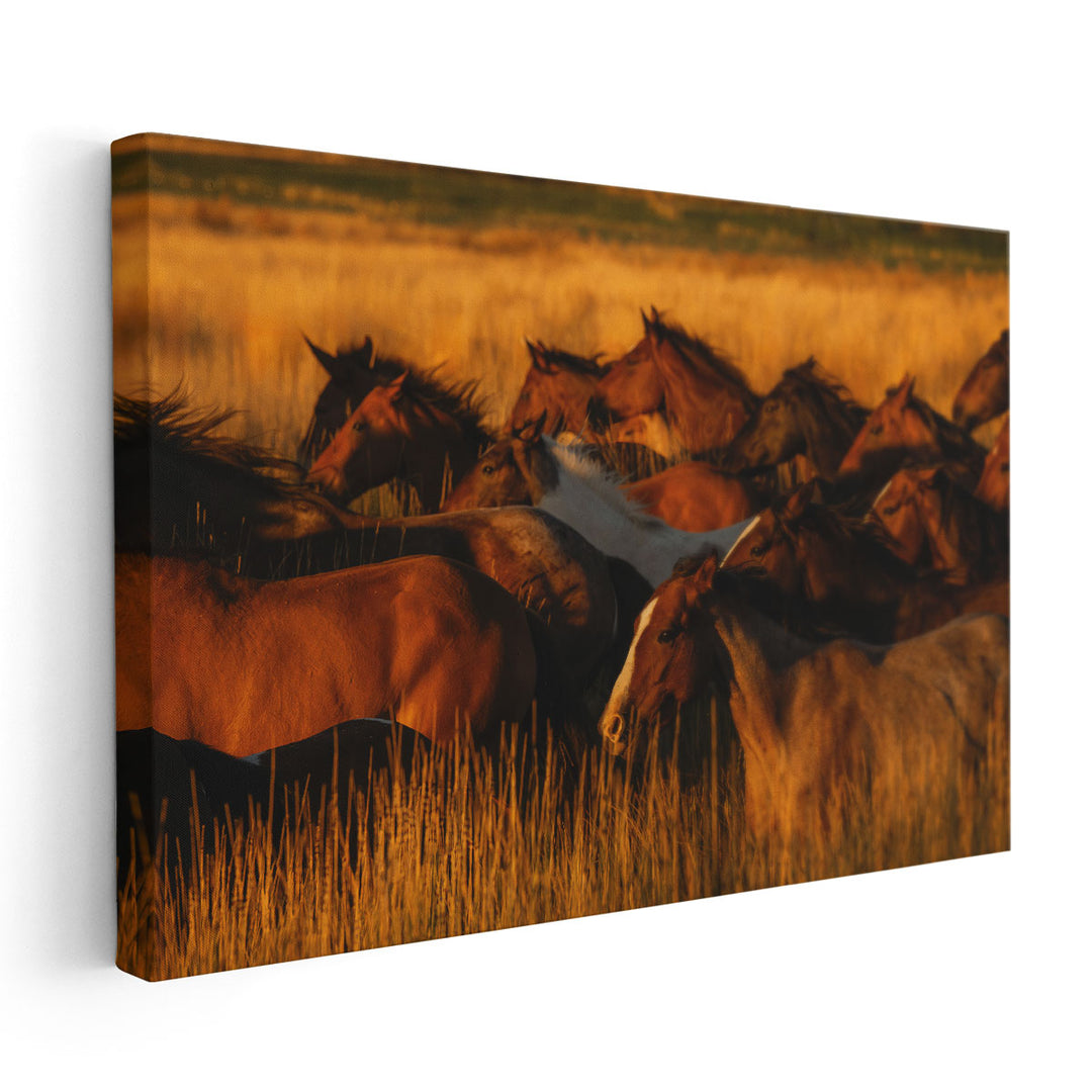 Golden Light - Canvas Print Wall Art