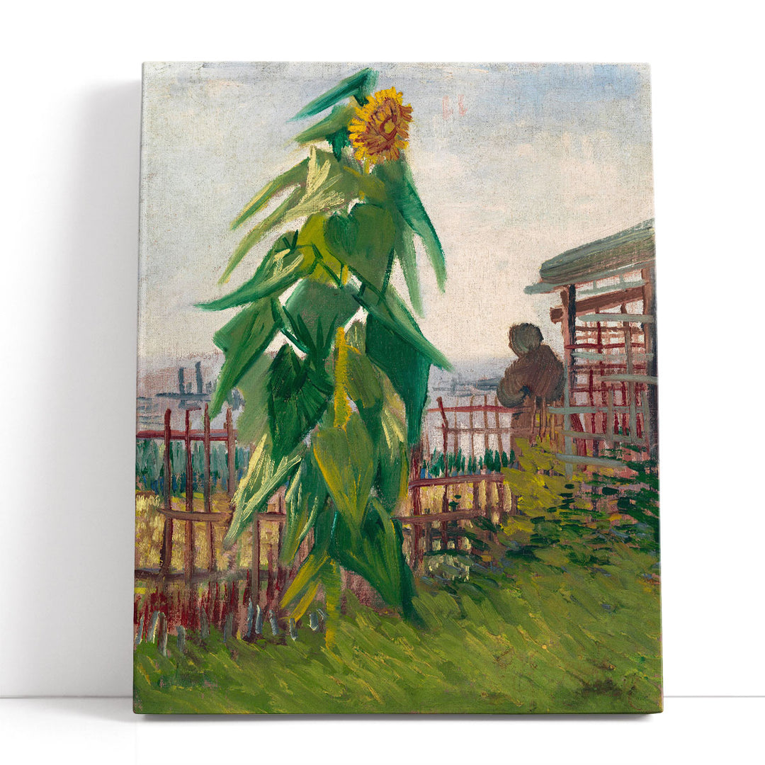 Allotment with Sunflower, 1887 - Canvas Print Wall Art