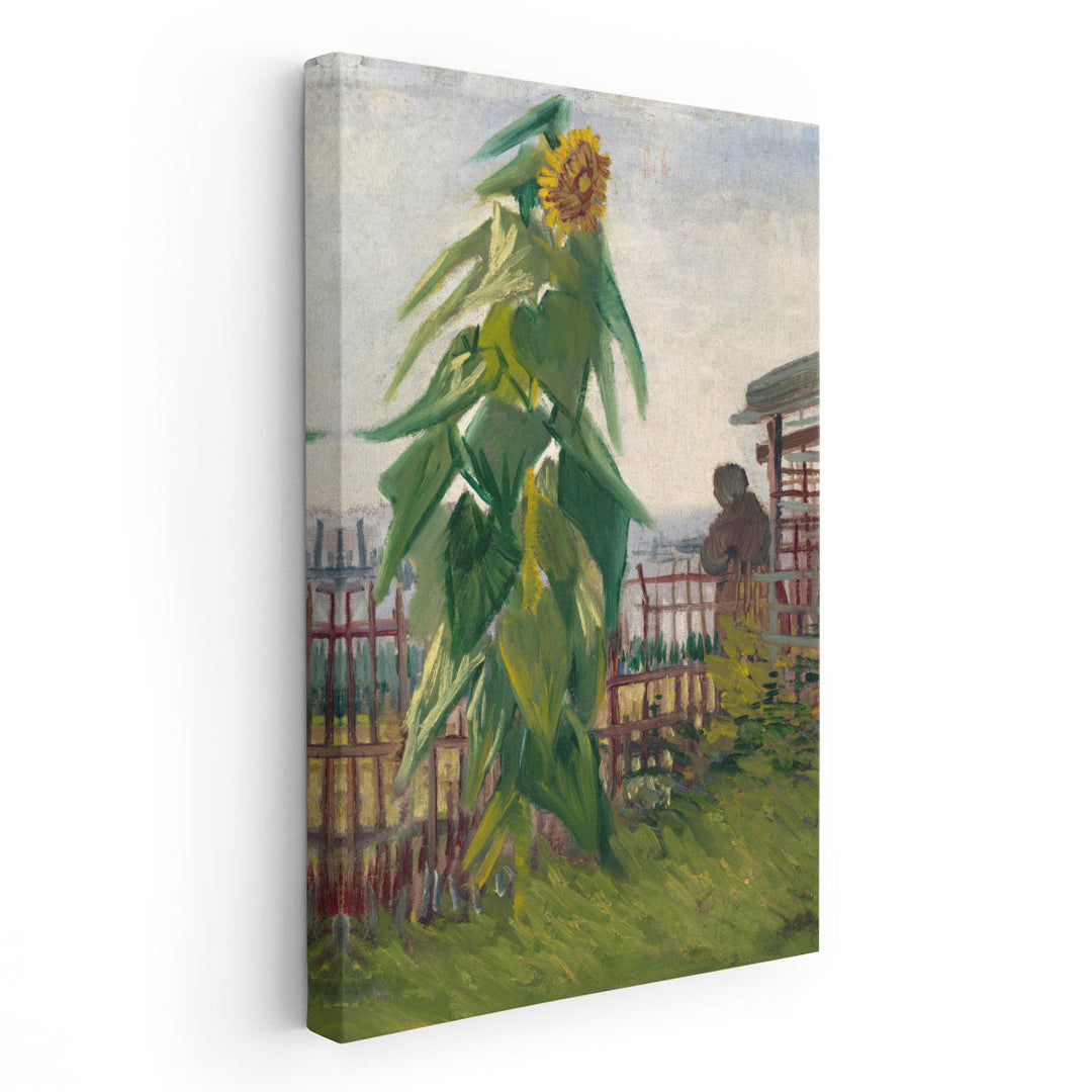 Allotment with Sunflower, 1887 - Canvas Print Wall Art