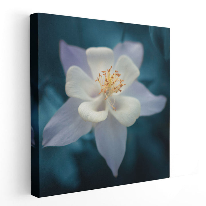 Aquilegia - Canvas Print Wall Art