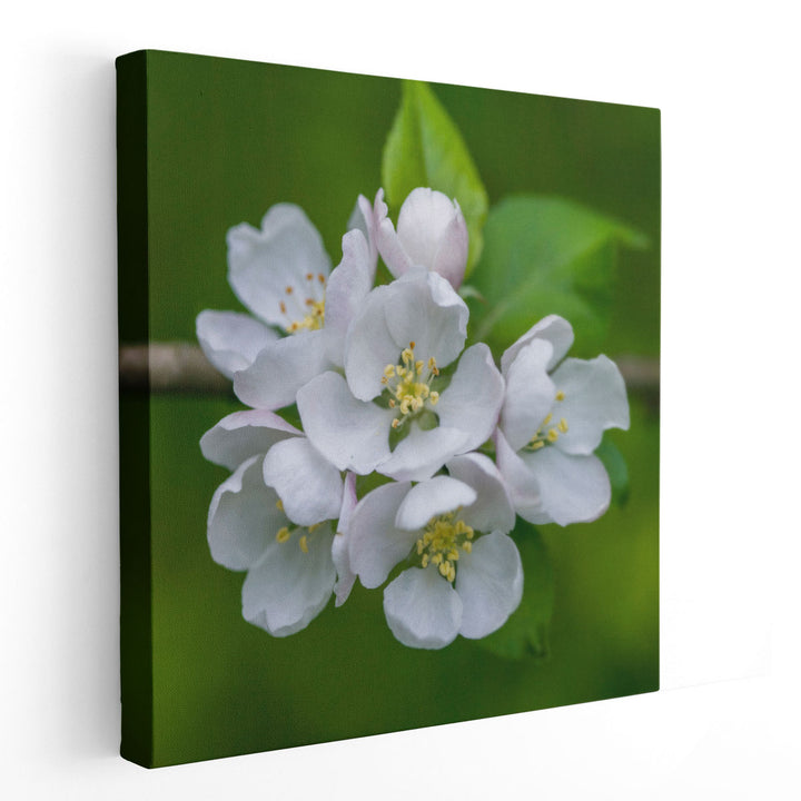 Blossom Flowers - Canvas Print Wall Art