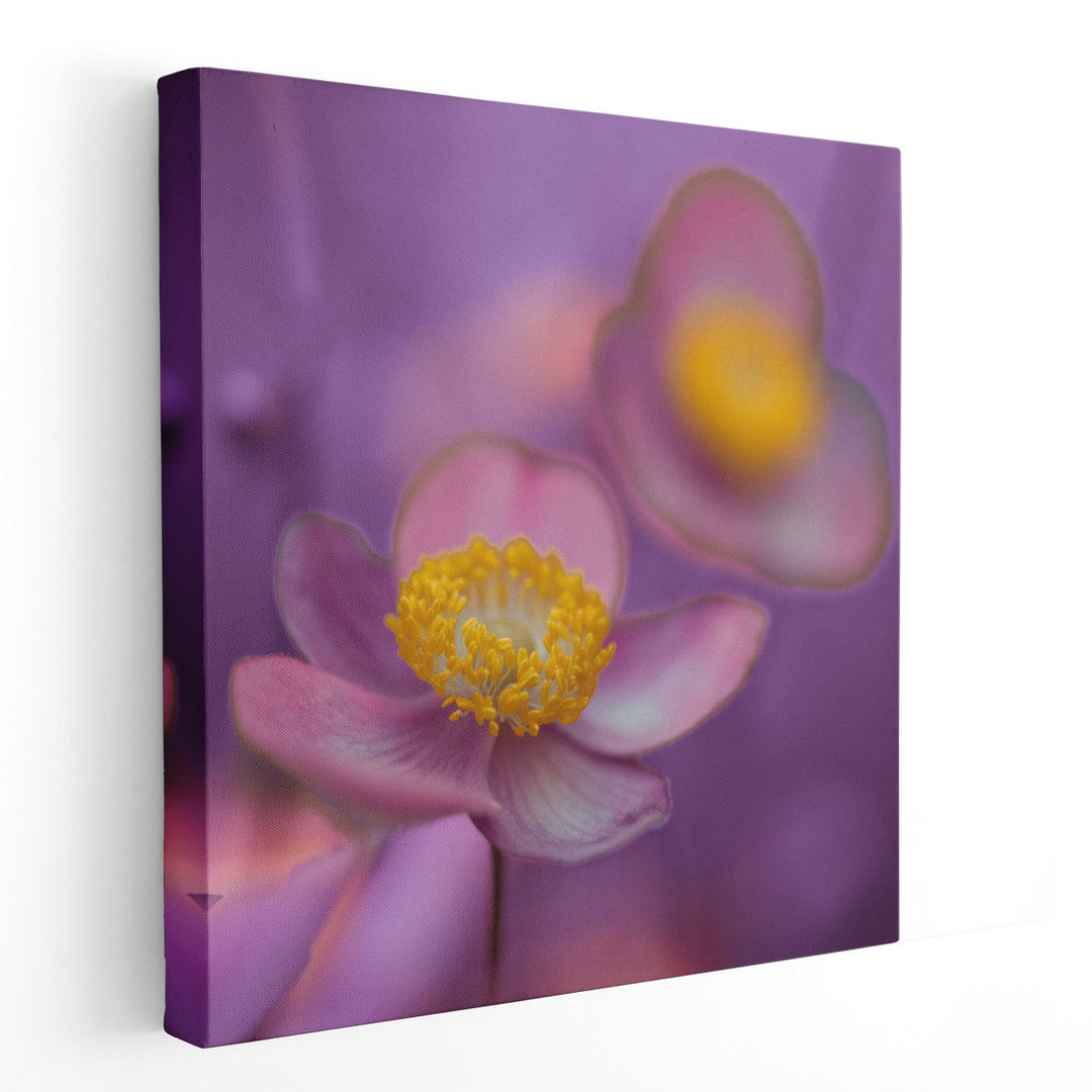 Close-up of Anemone Flowers 1 - Canvas Print Wall Art