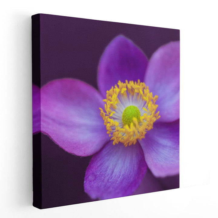 Close-up of Anemone Flowers 2 - Canvas Print Wall Art